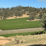Eldredge ‘Louie’ Cabernet Sauvignon 2020 (12 Bottles) Clare Valley - Image 5