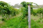 Yarrh Cabernet Sauvignon 2018 (6 Bottles) Canberra - Image 2