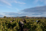 Domaine Pierre Usseglio Châteauneuf-du-Pape Blanc 2019 (6 Bottles) Rhone, France - Image 3