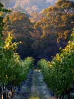 Domenica Nebbiolo 2021 (6 Bottles) Beechworth, Vic - Image 2