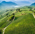 Wilhelm Walch “Prendo” Pinot Grigio 2023 (6 Bottles) Alto Adige, Italy - Image 4
