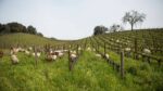 Tablas Creek Esprit de Tablas Blanc 2019 (6 Bottles) Adelaida Road, California - Image 4