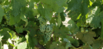 Miss Zilm Shiraz Malbec 2021 (6 Bottles) Clare Valley - Image 3