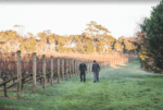 Moorooduc Estate Chardonnay 2023 (6 Bottles) Mornington Peninsula, Victoria - Image 2