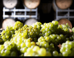 Moorooduc Estate Chardonnay 2023 (6 Bottles) Mornington Peninsula, Victoria - Image 3