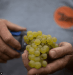 Tony Bish Skeetfield Chardonnay 2021 (6 Bottles) Hawke’s Bay,  New Zealand - Image 4