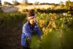 Wines by KT Peglidis Watervale Riesling 2023 (6 Bottles) Clare Valley - Image 3