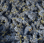 Wilkie Wines 'Country Mile' Sauvignon Blanc 2021 (6 Bottles) Victoria - Image 3