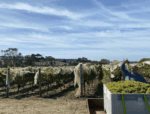 Wilkie Wines 'Country Mile' Sauvignon Blanc 2021 (6 Bottles) Victoria - Image 4
