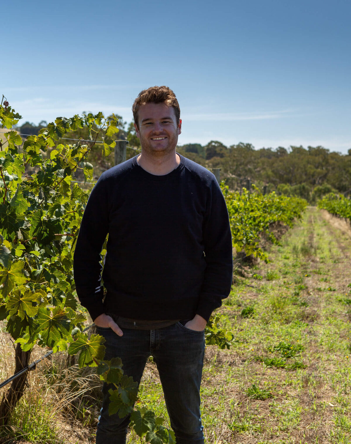 Mulline Curlewis Fume Blanc 2022 (6 Bottles) Geelong - Image 2