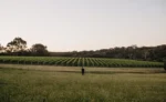 L.A.S. Vino Chenin Blanc 2022 (6 Bottles) Margaret River - Image 2