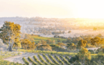 Poonawatta THE 1880 Shiraz 2018 (6 Bottles) Eden Valley - Image 3