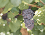 James Kalleske Short Stories Grenache Shiraz Mataro 2020 (12 Bottles) Barossa Valley - Image 3