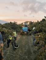 James Kalleske Short Stories Grenache Shiraz Mataro 2020 (12 Bottles) Barossa Valley - Image 6