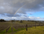 Anderson Hill Rosé 2023 (6 Bottles) Adelaide Hills - Image 4