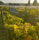 Jackson Brooke Pinot Meunier 2022 (12 Bottles) Victoria - Image 2