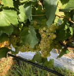 Jackson Brooke Pinot Meunier 2022 (12 Bottles) Victoria - Image 3
