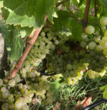 Jackson Brooke Pinot Meunier 2022 (12 Bottles) Victoria - Image 4