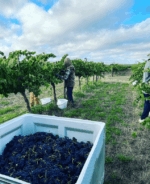 Yelland & Papps YP Shiraz 2023 (6 Bottles) Barossa - Image 6