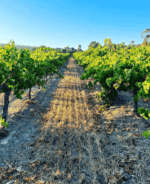 Shut The Gate For Freedom Polish Hill River Riesling 2022 (6 Bottles) Clare Valley - Image 3