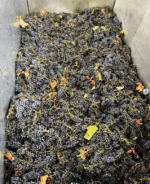 Shut The Gate For Freedom Polish Hill River Riesling 2022 (6 Bottles) Clare Valley - Image 4