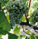 Shut The Gate For Freedom Polish Hill River Riesling 2022 (6 Bottles) Clare Valley - Image 6