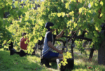 L.A.S. Vino Chenin Blanc 2022 (6 Bottles) Margaret River - Image 3