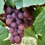Stargazer Pinot Noir 2022 (6 Bottles) Coal River Valley, Tasmania - Image 3