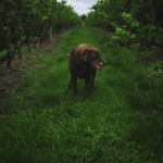 Stargazer Pinot Noir 2022 (6 Bottles) Coal River Valley, Tasmania - Image 4