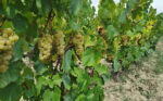 Domaine Bedouet Les Perles St Michel NV (6 Bottles) France - Image 6
