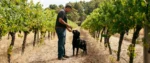 Peos Estate Four Aces Chardonnay (6 Bottles) Manjimup, Western Australia - Image 2