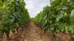 Domaine Pernot Belicard Puligny Montrachet Composition Parcellaire 2022 (6 Bottles) Puligny-Montrachet, France - Image 2