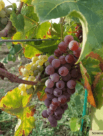 Domaine Bedouet Les Perles St Michel NV (6 Bottles) France - Image 2