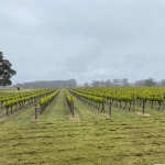 Peos Estate Four Aces Chardonnay (6 Bottles) Manjimup, Western Australia - Image 4
