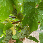 Peos Estate Four Aces Chardonnay (6 Bottles) Manjimup, Western Australia - Image 6