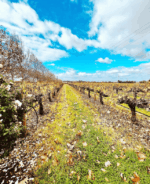 Lancaster Sparking White NV (6 Bottles) Swan Valley - Image 2