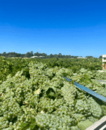 Lancaster Sparking White NV (6 Bottles) Swan Valley - Image 3