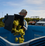 Evans & Tate Gnangara Semillon Sauvignon Blanc (6 Bottles) Margaret River - Image 7