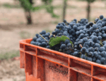 John Kosovich Malbec Petit Verdot (6 Bottles) Swan Valley - Image 4