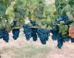 John Kosovich Malbec Petit Verdot (6 Bottles) Swan Valley - Image 6