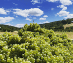 Plume Estate Durif (6 Bottles) Bickley Valley - Image 3