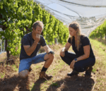 Evans & Tate Gnangara Semillon Sauvignon Blanc (6 Bottles) Margaret River - Image 3