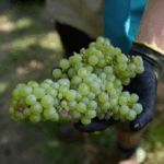 Evans & Tate Gnangara Semillon Sauvignon Blanc (6 Bottles) Margaret River - Image 4