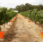 Woody Nook Oaked Chardonnay (6 Bottles) Margaret River - Image 4