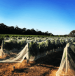 Woody Nook Oaked Chardonnay (6 Bottles) Margaret River - Image 7