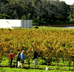 Thompson Estate Sparkling Chardonnay Pinot Noir (6 Bottles) Margaret River - Image 3