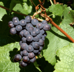 Thompson Estate Sparkling Chardonnay Pinot Noir (6 Bottles) Margaret River - Image 4