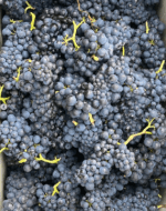 The Lake House He Said She Said Shiraz Cabernet (12 Bottles) Frankland River - Image 6