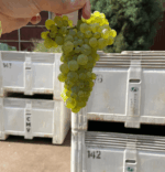 Cape Mentelle Shiraz 2018 (6 Bottles) Margaret River - Image 3