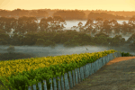 Cape Mentelle Shiraz 2018 (6 Bottles) Margaret River - Image 2